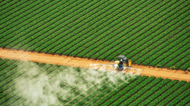 Best Ant Control Services  in Ruthers, CA