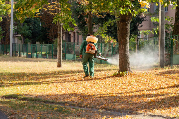 Best Bed Bug Extermination  in Ruthers, CA