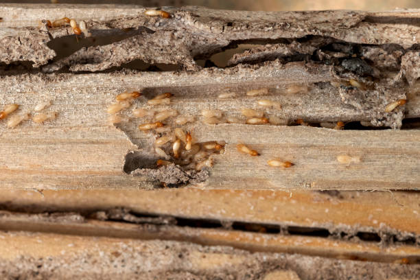 Best Pest Inspection Near Me  in Ruthers, CA